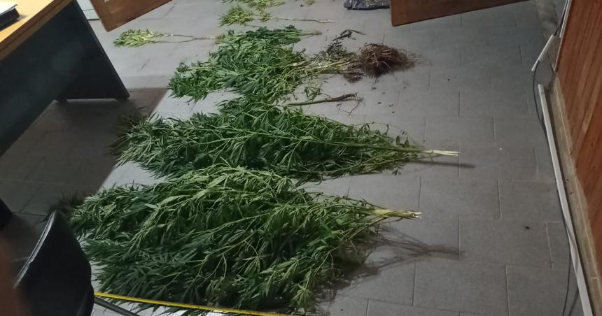 En un operativo encontraron varias plantas de marihuana en Ojeada