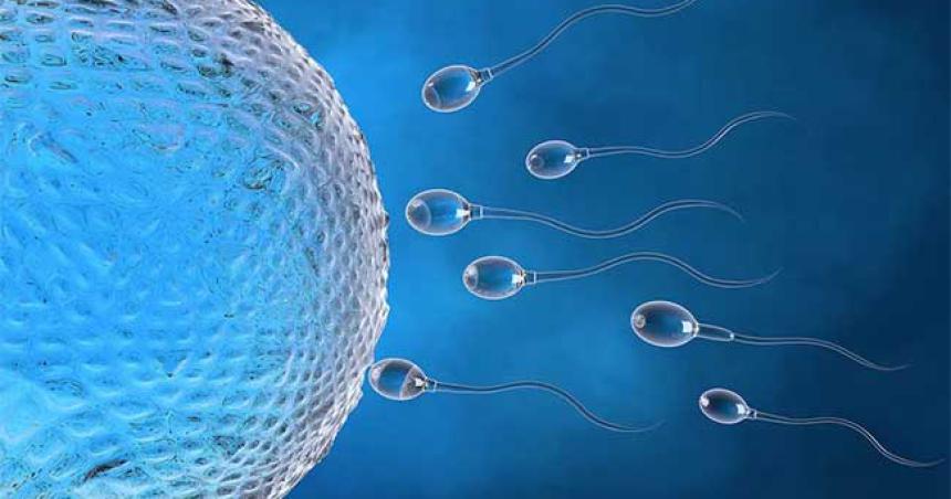 Una piacuteldora anticonceptiva masculina de accioacuten raacutepida pasoacute con eacutexito las primeras pruebas