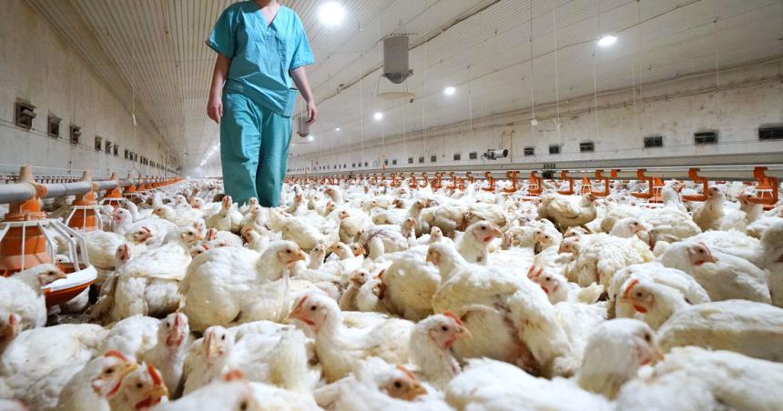 Refrescan recomendaciones ante la gripe aviar