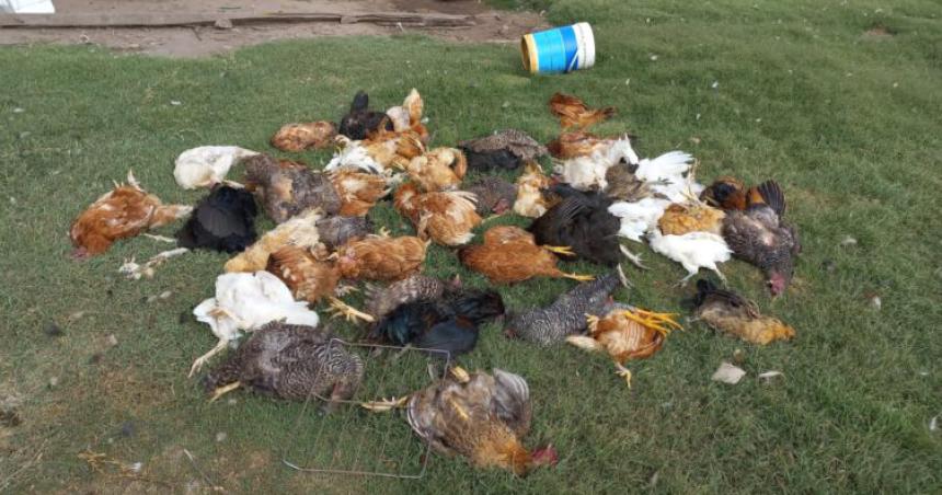 Perros callejeros mataron maacutes de 200 gallinas en Ingeniero Luiggi