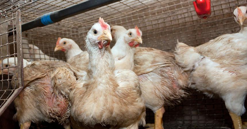 El Senasa confirma nuevos casos de influenza aviar y ampliacutea controles en Coacuterdoba Salta y Entre Riacuteos
