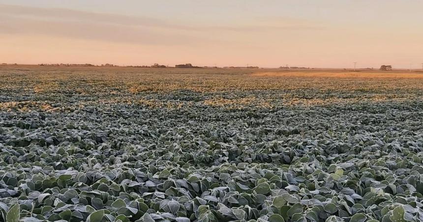 Heladas- knock out a la agricultura pampeana