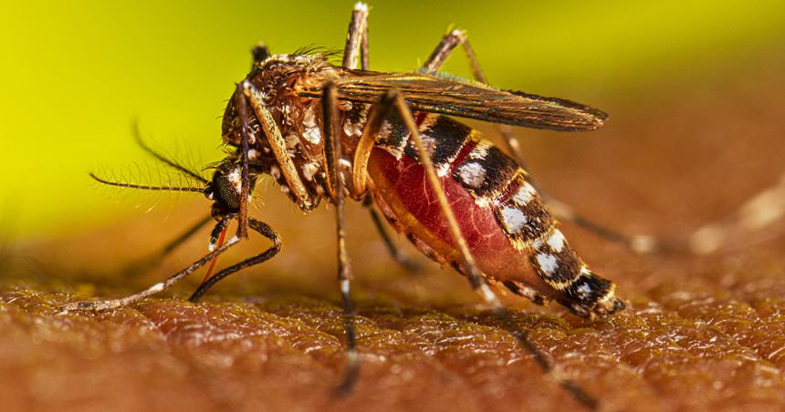 En una semana aumentaron un 252-en-porciento- los casos de dengue