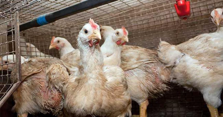 El Senasa detectoacute un caso de influenza aviar en Neuqueacuten