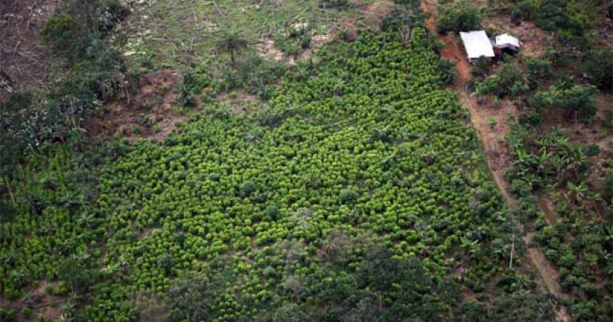Colombia y Bolivia pediraacuten a la ONU que la hoja de coca no esteacute en la lista de sustancias prohibidas