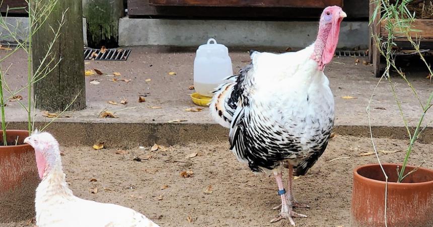Confirman nuevo caso de gripe aviar en Coacuterdoba y suman 12 en el paiacutes