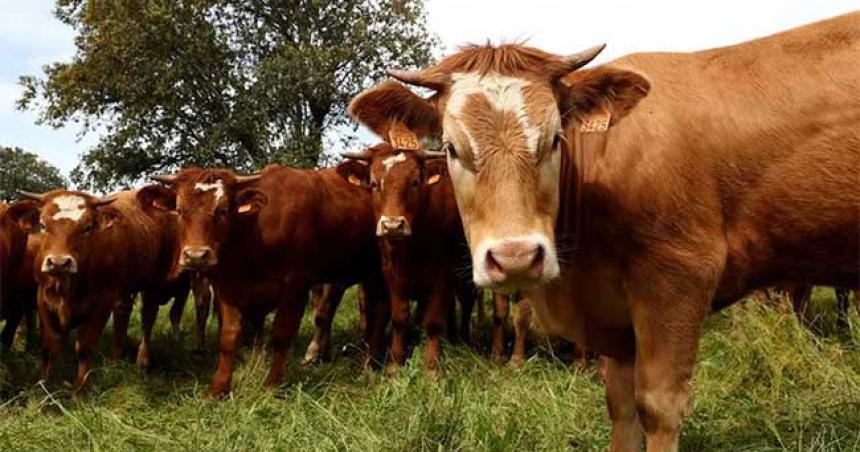 Queacute es el mal de la vaca loca y coacutemo puede afectar a los humanos