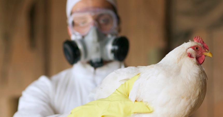 Gripe aviar- sacrificaron a medio centenar de patos gansos y gallinas en Puan