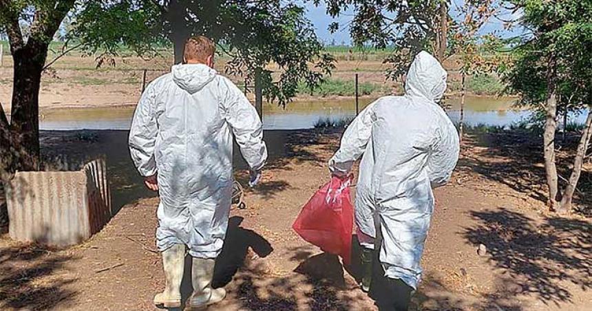 Con 14 casos confirmados anuncian nuevas medidas contra la influenza aviar