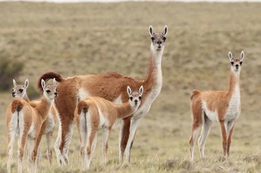 El ciervo es europeo y el guanaco es pampeano