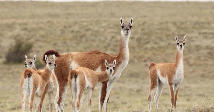 El ciervo es europeo y el guanaco es pampeano