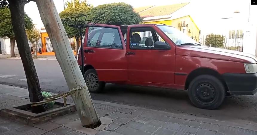 Video- advierten por el riesgo de una palmera atada con una soga