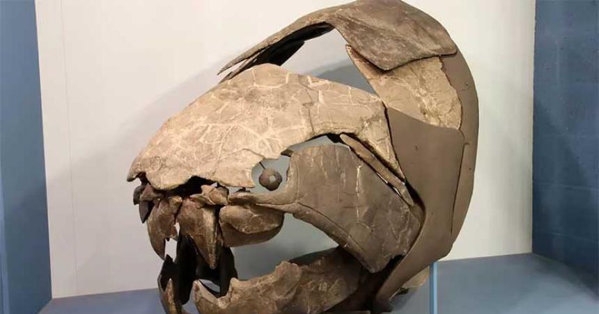 Descubrieron coacutemo era el Dunkleosteus el depredador maacutes feroz de los mares hace 400 millones de antildeos