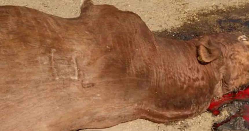 Productor rural denuncioacute que le mataron un toro de un tiro en la cabeza