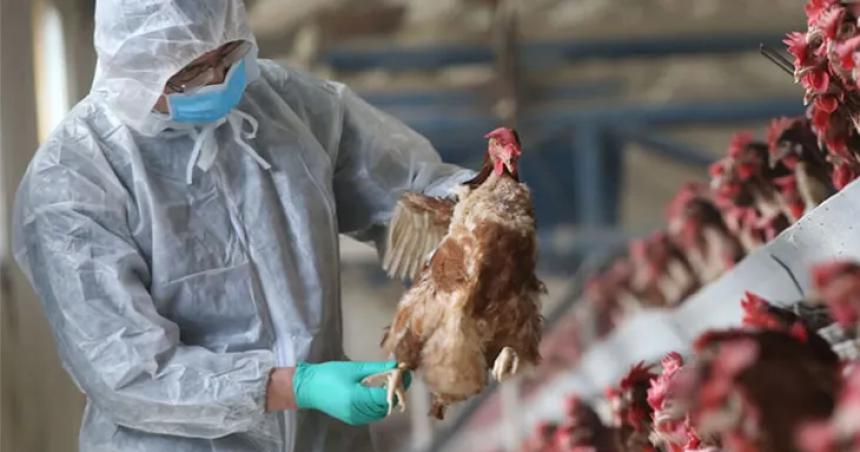 Gripe aviar- mueren maacutes de 200000 gallinas y hay casos en 10 provincias