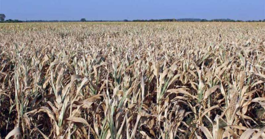 La Bolsa de Cereales advirtioacute sobre una dramaacutetica caiacuteda en la cosecha argentina