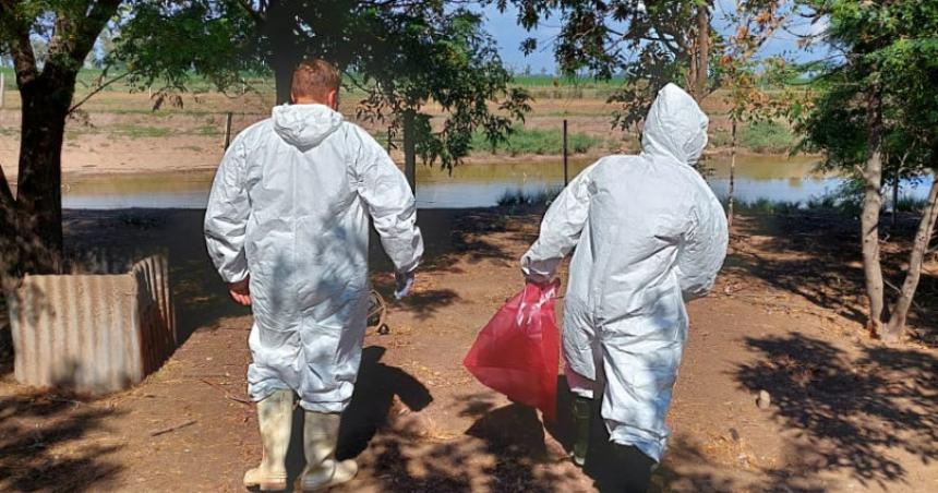 Detectan en Trenel el primer caso de gripe aviar en La Pampa