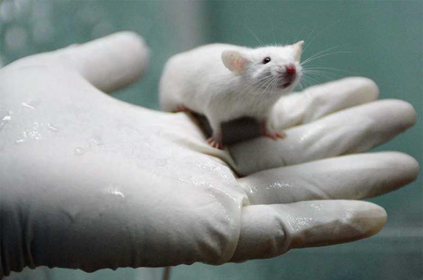 iquestPodriacutea el proacuteximo faacutermaco de eacutexito conseguirse sin ratas de laboratorio