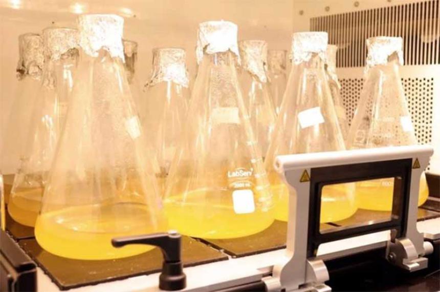 Una enzima produce electricidad del hidroacutegeno en el aire