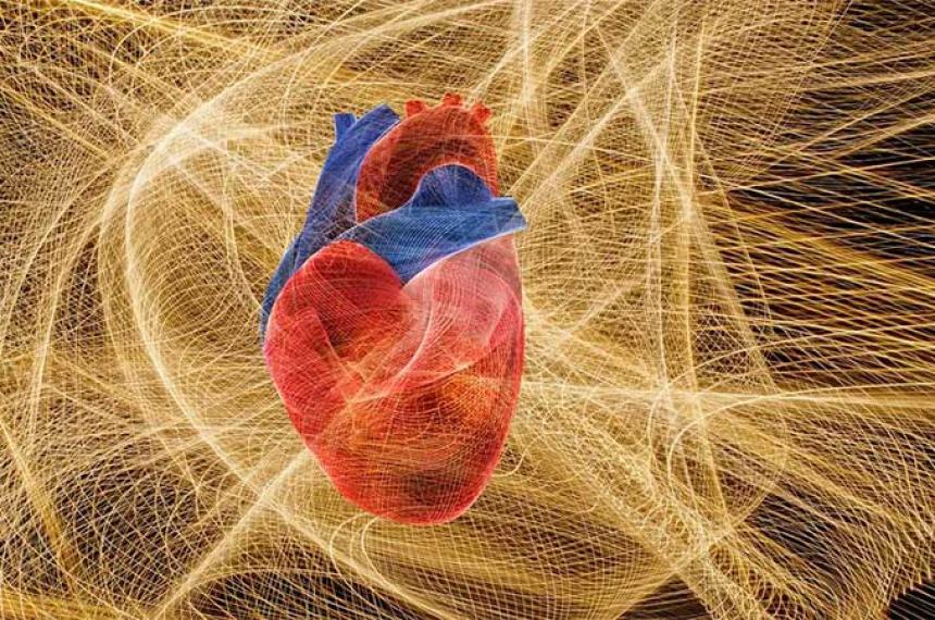 Los latidos del corazoacuten influyen en la forma que el cerebro percibe el paso del tiempo