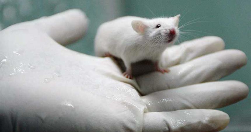 iquestPodriacutea el proacuteximo faacutermaco de eacutexito conseguirse sin ratas de laboratorio