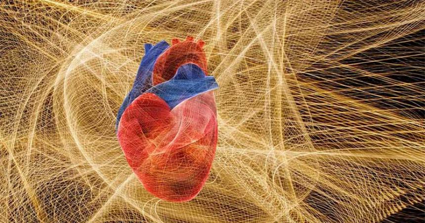 Los latidos del corazoacuten influyen en la forma que el cerebro percibe el paso del tiempo