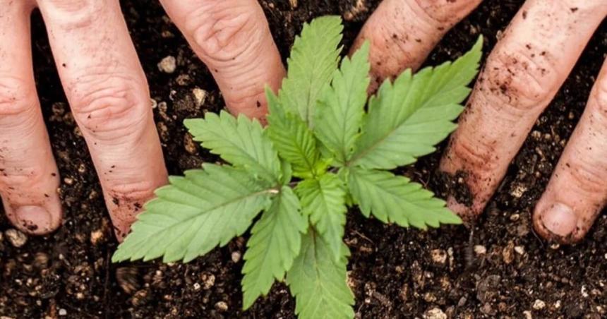 Un registro que permite el cultivo medicinal