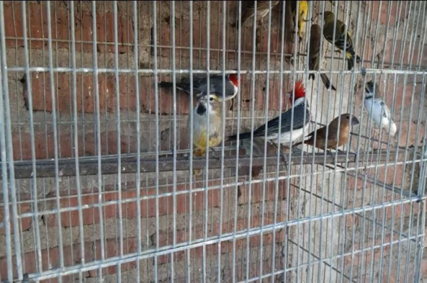 Secuestran armas y 36 aves  en un domicilio de General Pico