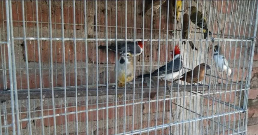 Secuestran armas y 36 aves  en un domicilio de General Pico