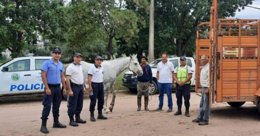 Vendiacutean un caballo por redes sociales y lo secuestroacute la policiacutea 