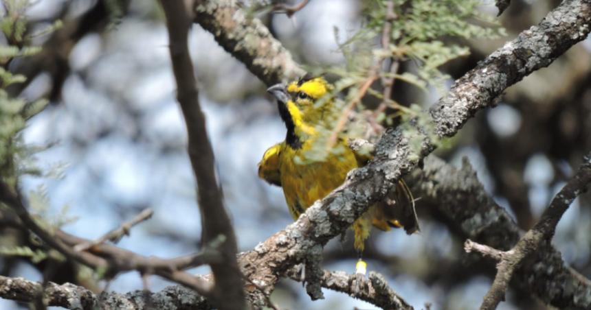 Liberan a cardenales decomisados a infractores