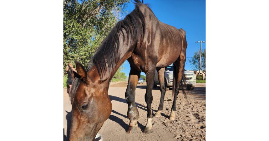 Vecinos encontraron un caballo malherido y abandonado