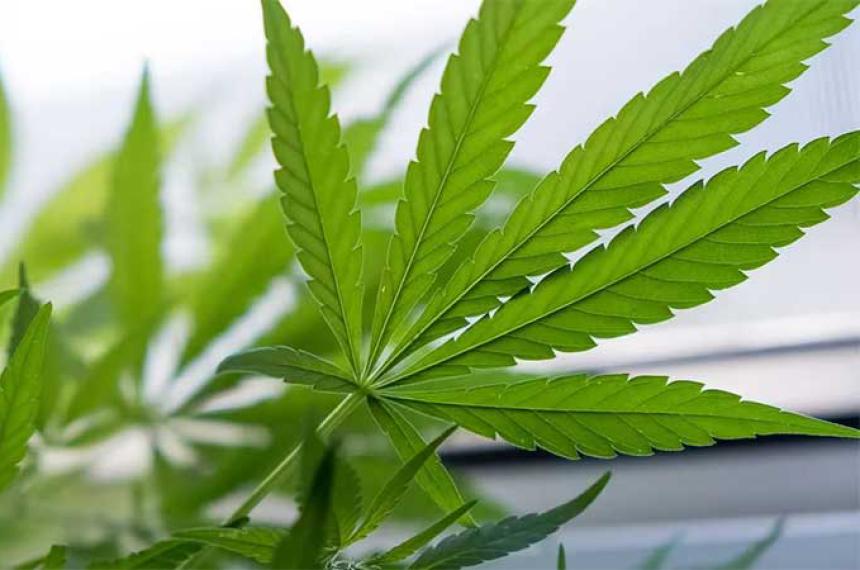 Queacute efectos tiene la marihuana en las personas mayores de 65 antildeos