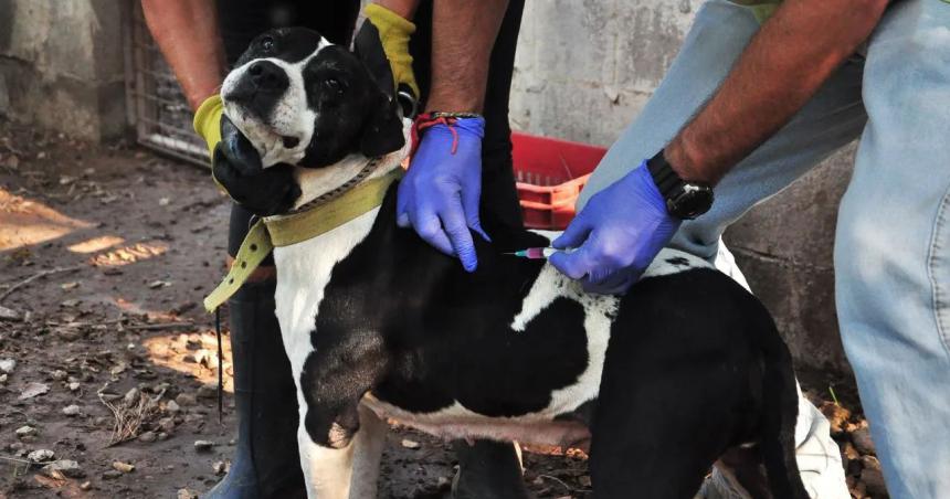Vacunan mascotas en Villa Parque porque aparecioacute un murcieacutelago con rabia