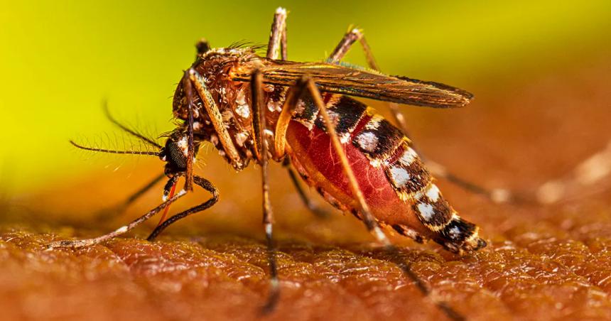 Confirman en Acha el tercer caso de dengue en La Pampa