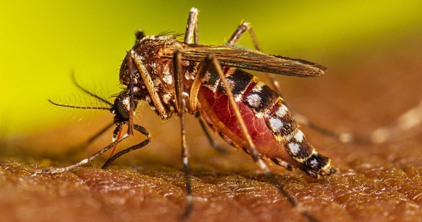 Detectaron nuevo caso de dengue en General Acha