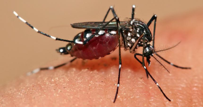 Dos probables nuevos casos de dengue en Pico y Castex