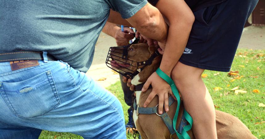 Ataque del pitbull- retuvieron al perro para el anaacutelisis antirraacutebico