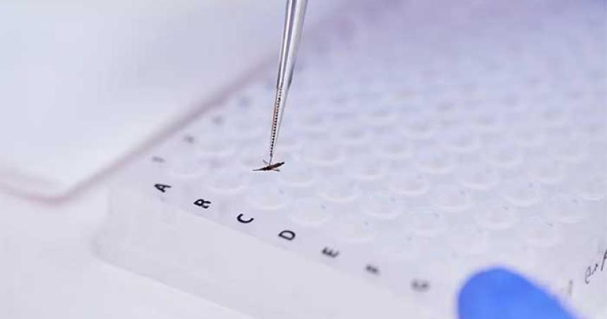 Cuaacuteles son las estrategias cientiacuteficas en Ameacuterica para frenar el dengue