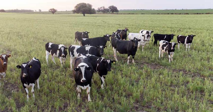 La Pampa acordoacute con Nacioacuten creacuteditos para productores ganaderos no bancarizados