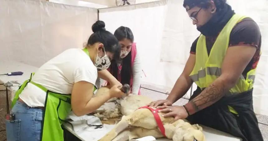 Celebran el Diacutea del Animal con castraciones