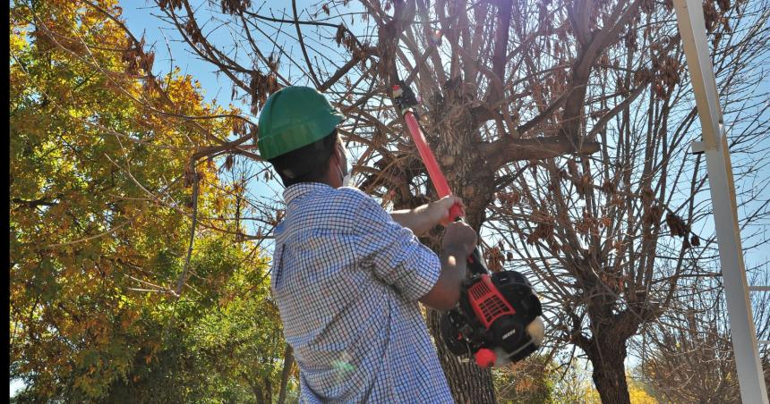 El 8 de mayo se inicia la temporada de poda