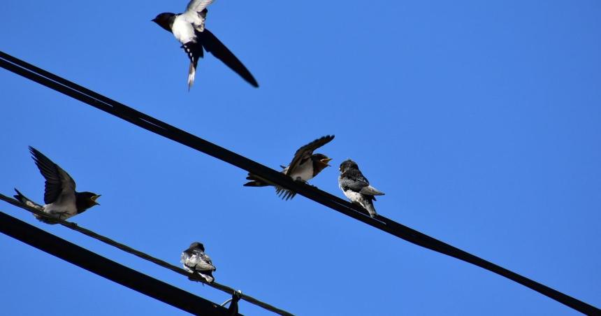 Crean dispositivo para evitar muerte de aves por electrocucioacuten