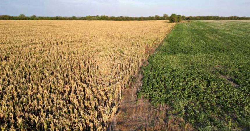 Por la sequiacutea advierten que la siembra de trigo bajaraacute un 50-en-porciento-