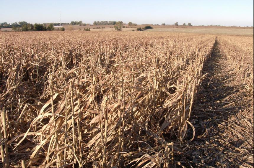 Rastrojos agriacutecolas- un recurso forrajero