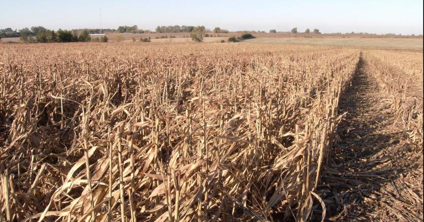 Rastrojos agriacutecolas- un recurso forrajero