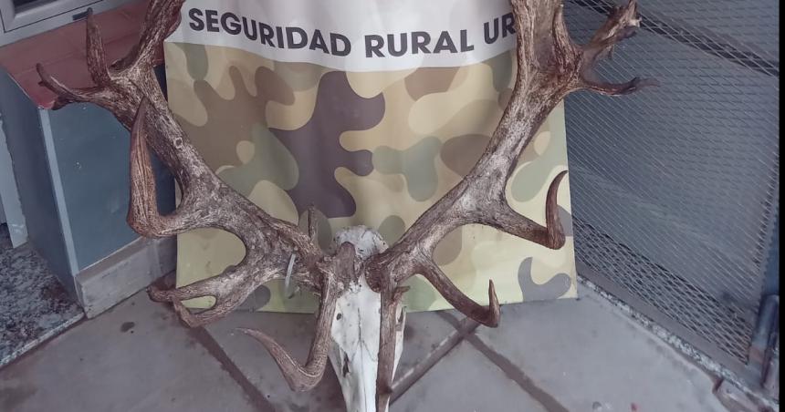 Recuperan cabeza de un ciervo valuado en 20 mil doacutelares