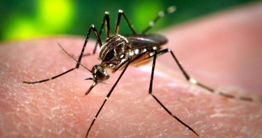 Dengue- investigadores desarrollan un meacutetodo natural para combatirlo