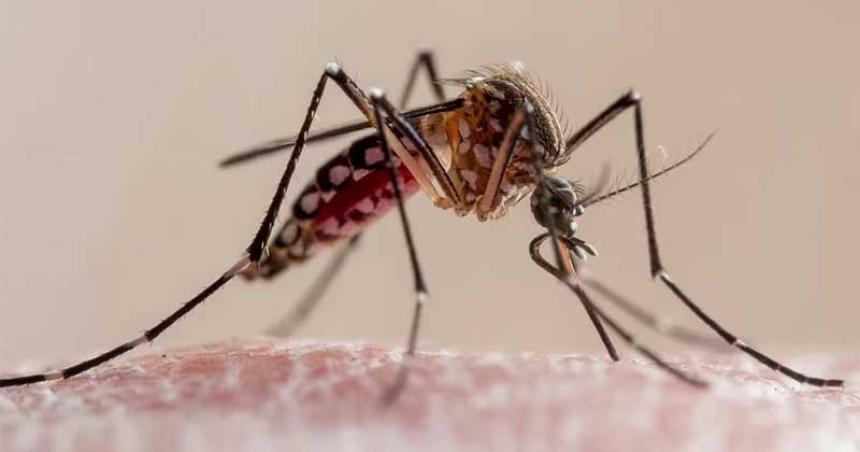 A pesar de la llegada del otontildeo iquestes posible contagiarse de dengue