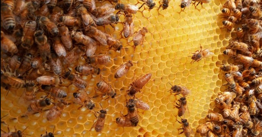Semana de la Miel- la actividad apiacutecola crece en La Pampa